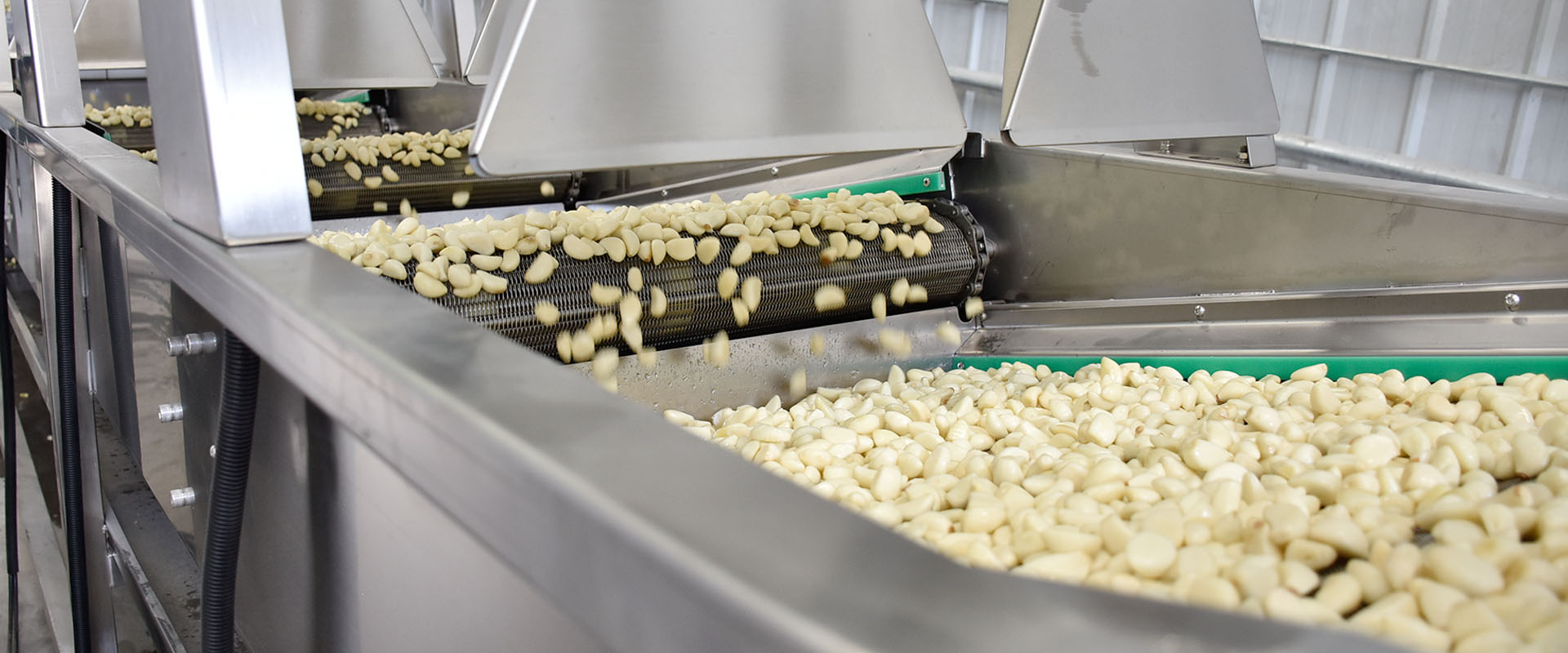Industrial Garlic Peeling Packaging Processing Line Solution