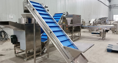 500kg/h Garlic Peeling Machine to Algeria
