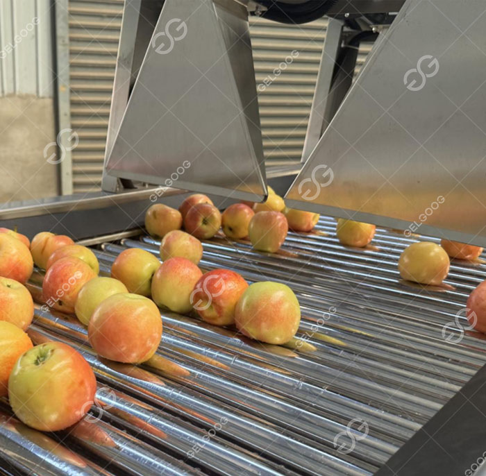 Apple drying