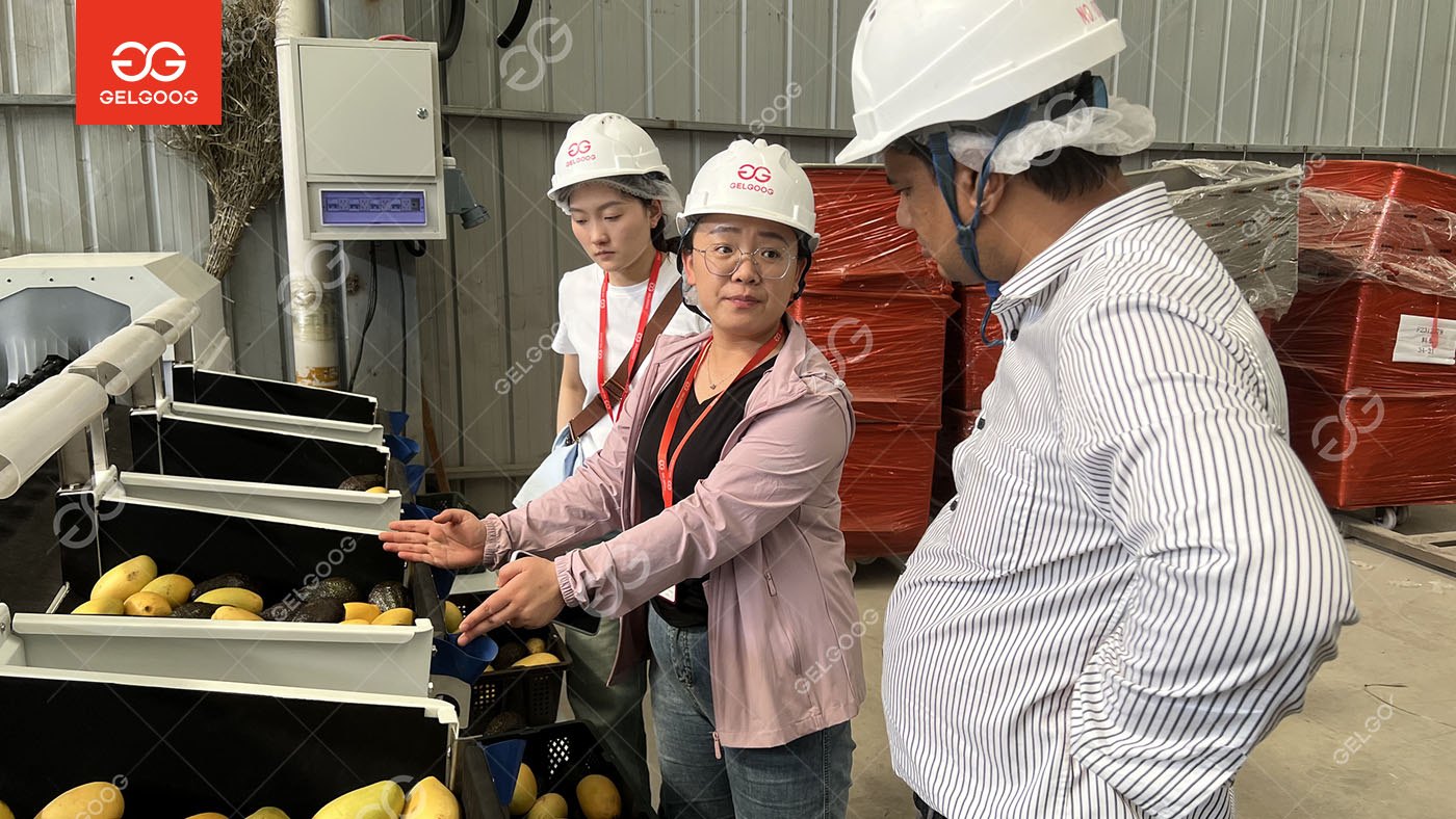 Factory Inspection-Bangladesh Customers Inspected Avocado Mango Washing Grading Line