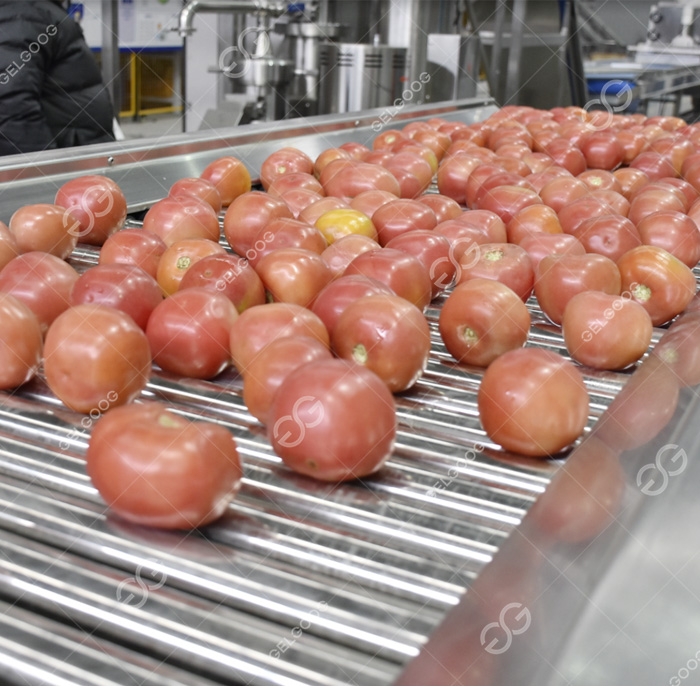 Tomato sorting