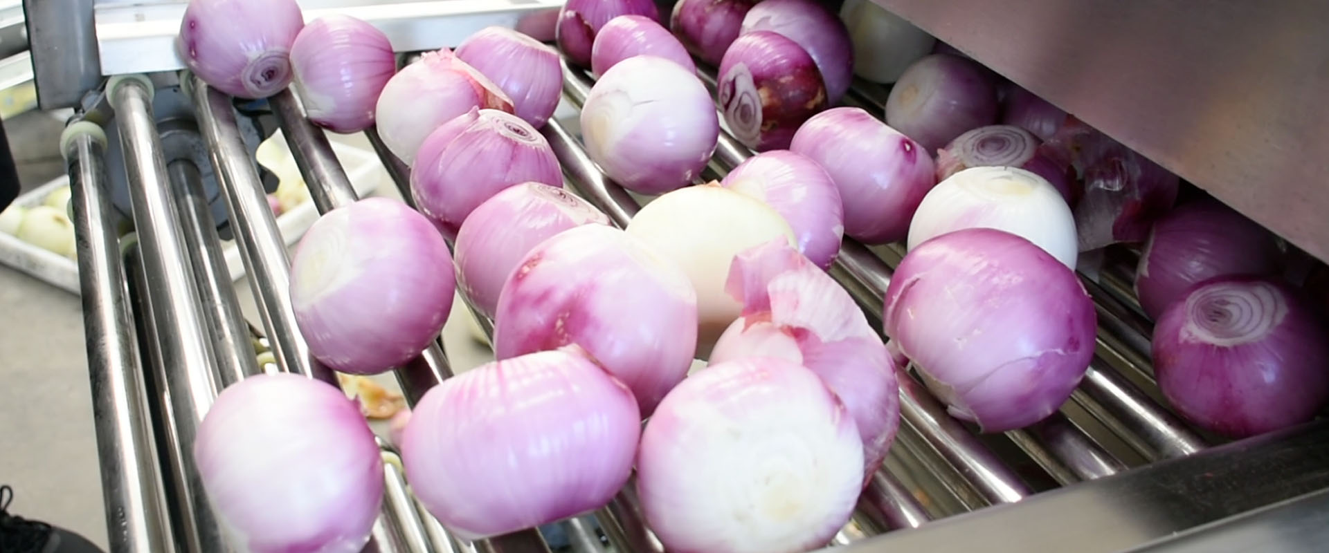 Onion Processing Line