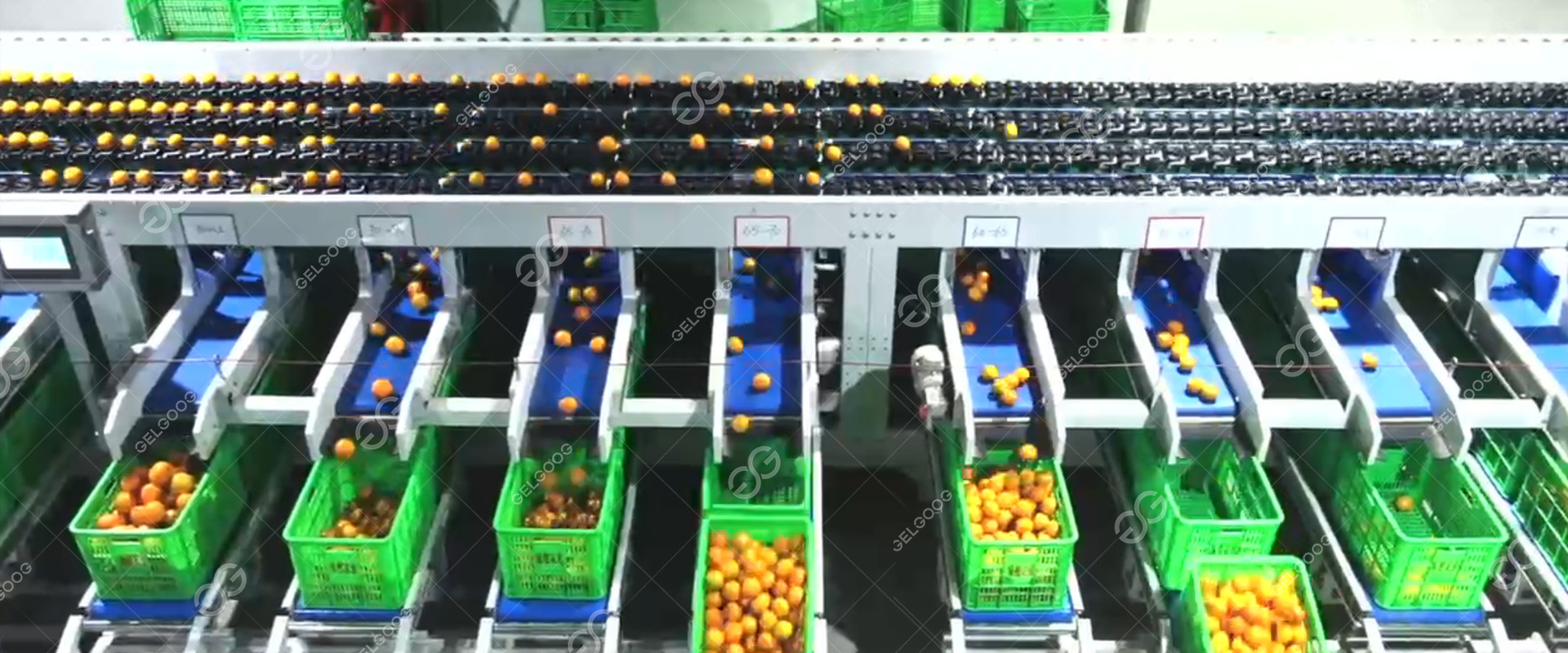 AI-Powered Fresh Fruit Sorting System