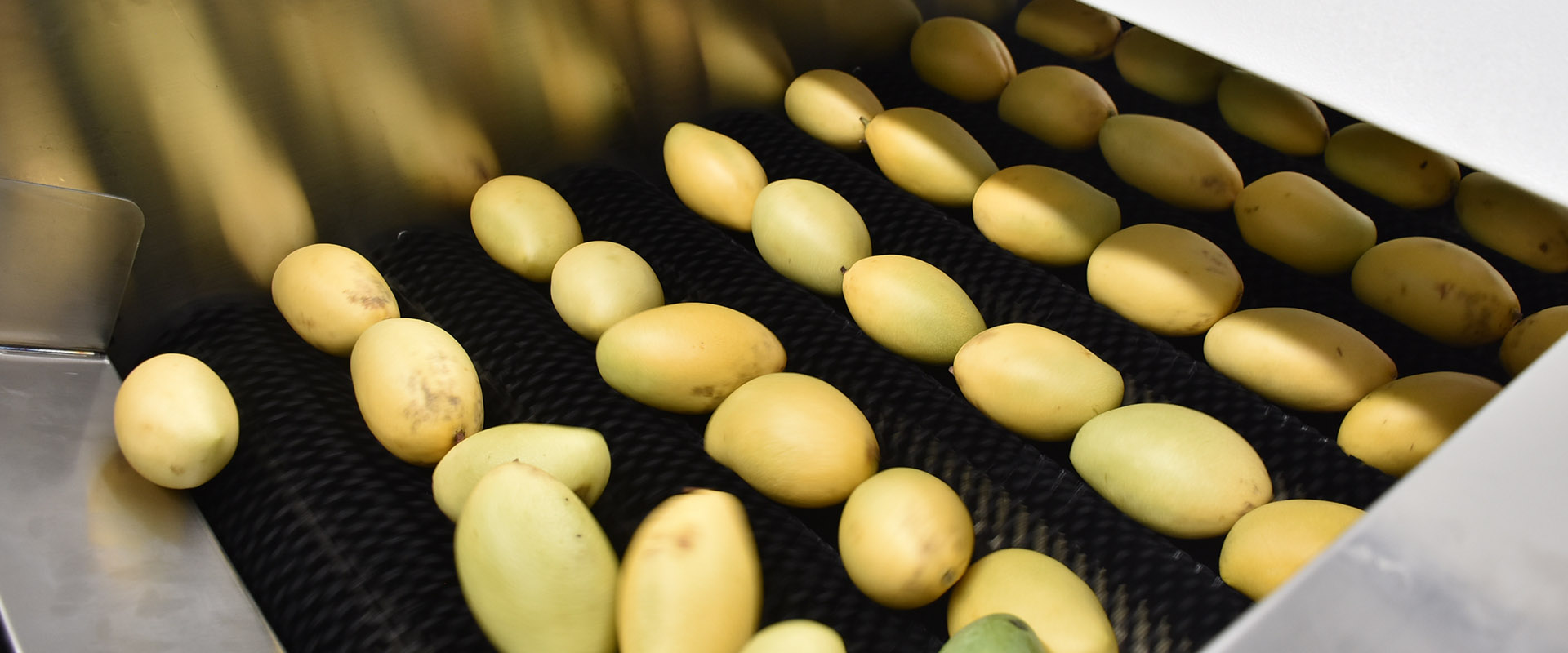 Automatic Mango Processing Line from A to Z
