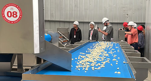 TGC and Gelgoog Confirm Cooperation on Garlic Project