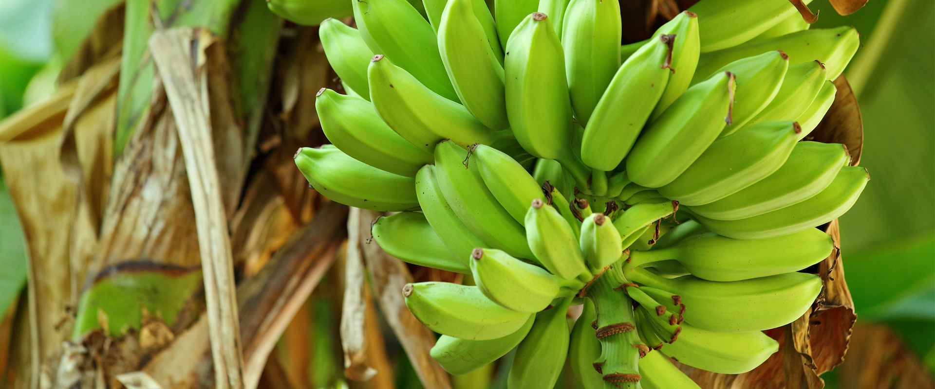 Green Plantain Banana Flour Production Line